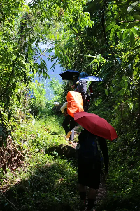 นักเดินป่ากางร่มเดินขึ้นทางชันในป่าโปร่ง