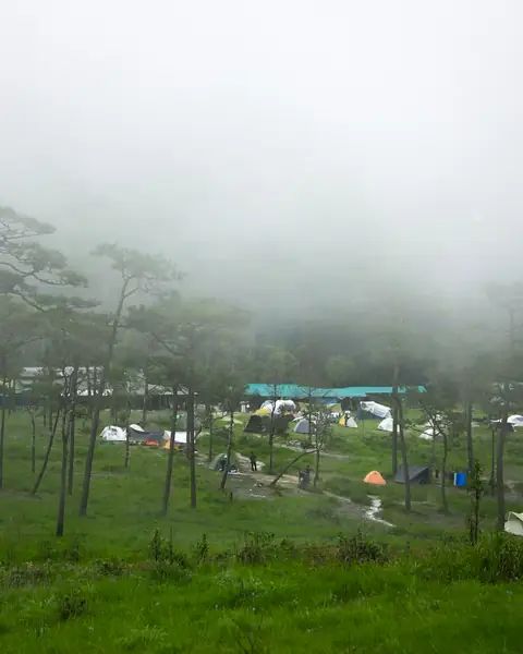 ลานกางเต็นท์บนลานสนในหมอก มีเต็นท์หลายสีและโรงเรือนหลังคาสีเขียว